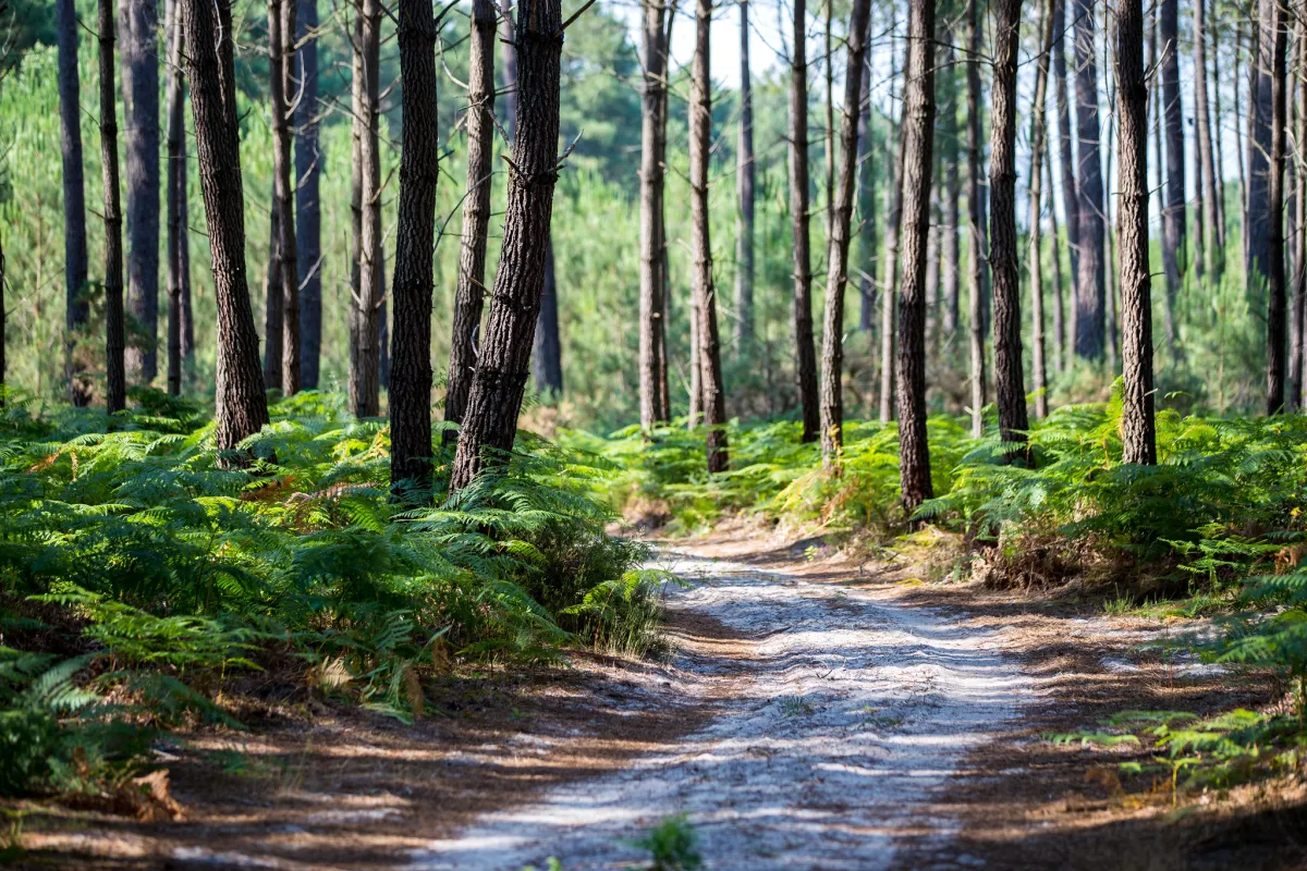 Les landes