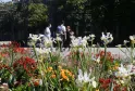 Jardim florido no Parc Bordelais com íris brancos, dálias vermelhas e laranja, e flores cor-de-rosa em primeiro plano, com visitantes e cerca ornamental ao fundo.