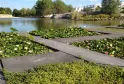 Bacia aquática do Jardim Botânico de Bordéus Bastida com nenúfares brancos e rosa cultivados em tanques, com o rio Garona ao fundo
